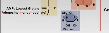 <p>-lowest G state </p><p>-one phosphate</p>