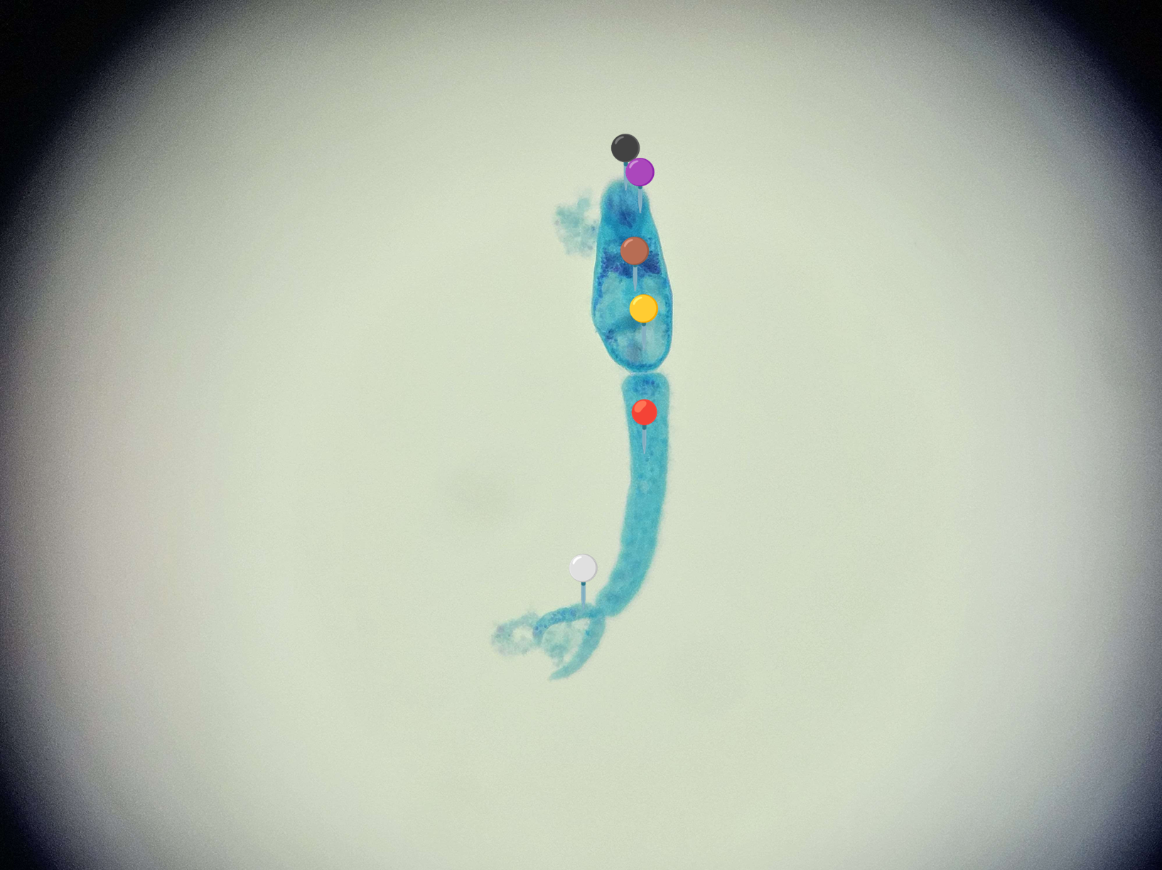 <p><span data-name="worm" data-type="emoji">🪱</span><span data-name="bricks" data-type="emoji">🧱</span><span><span> </span></span><strong><em>Schistosoma mansoni </em></strong><sub>(Cerkaria)</sub></p><p></p><p></p><p><span>🧩🦠 </span><strong>Organelle:</strong></p><p></p><ul><li><p><span>⚫️ - przyssawka gębowa</span></p></li></ul><p></p><ul><li><p><span>🟣 - gardziel;</span></p></li></ul><p></p><ul><li><p><span>🟤 - jelito;</span></p></li></ul><p></p><ul><li><p><span>🟡</span> - przyssawka brzuszna;</p></li></ul><p></p><ul><li><p><span>🔴</span> - wyrostek ogonowy;</p></li></ul><p></p><ul><li><p><span>️⚪</span> - widełki.</p></li></ul><p></p><p></p><p><span>😷❓ </span><strong>Parazytoza:</strong><em> Schistosomoza przewodu pokarmowego</em></p>