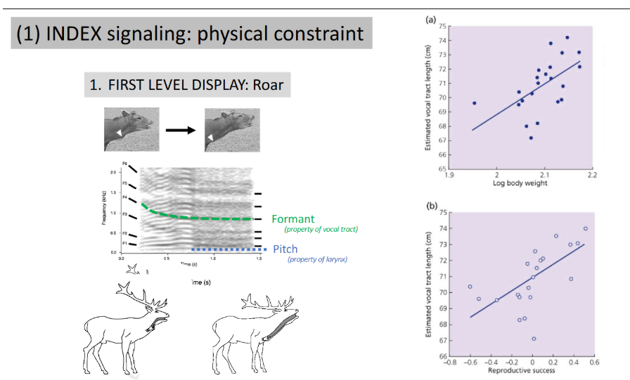 <p>honest signals that cannot be faked</p><p>Physical constraint </p><p>How do animals decide how to behave in contests? </p><p>When should they be hawks and when should they be doves? </p><p>Natural selection favors ‘displays’ because.. </p><p>It ensures that strongest (dominant) individuals win contests </p><p>Protects subordinate animals for costly fights</p><p></p><p></p>