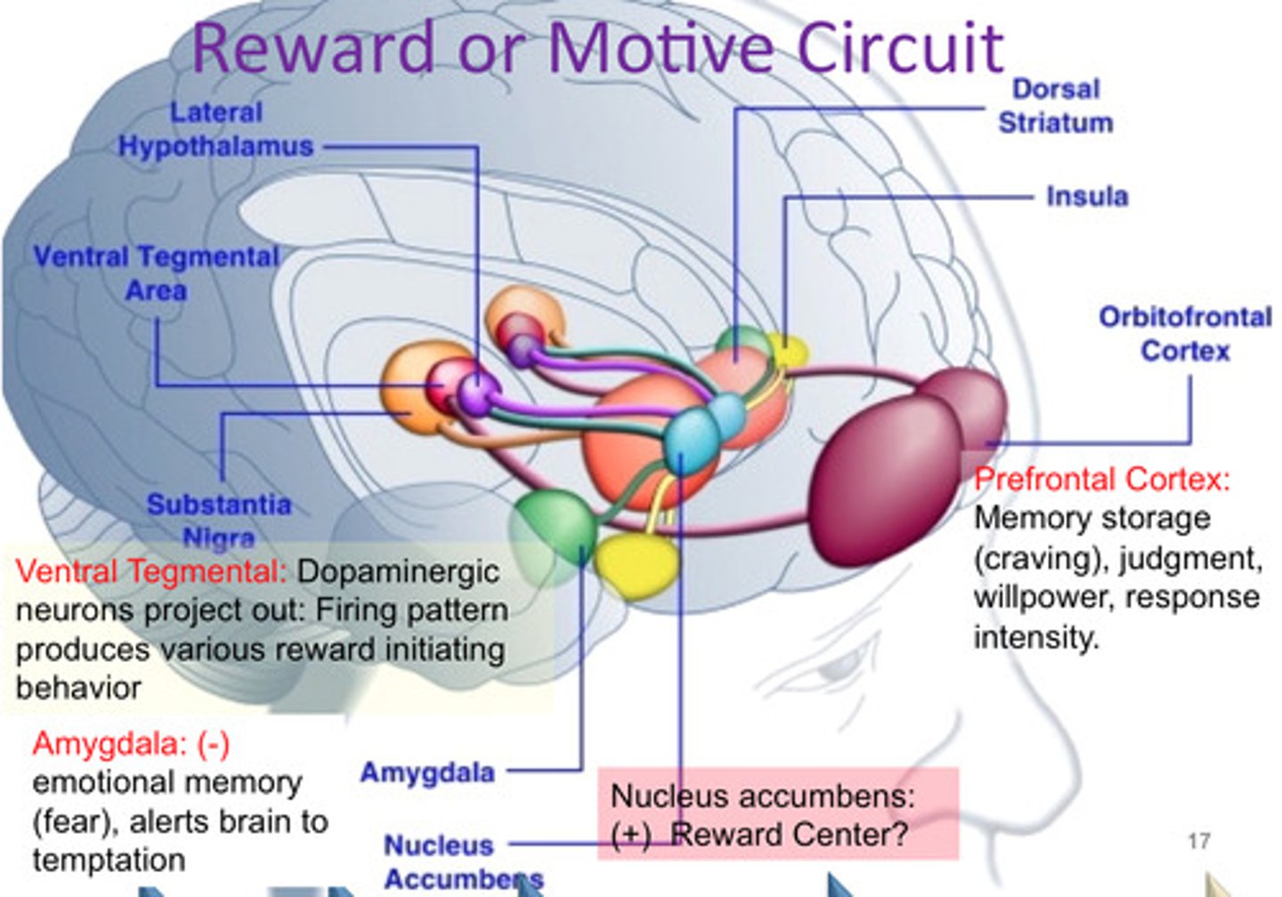 <p>a dopamine-rich pathway in the brain that produces feelings of pleasure when activated</p>