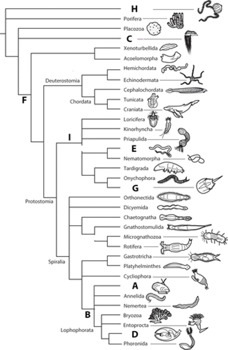 <p>A - Mollusca</p><p>B - Lophotrocozoa</p><p>C - Cnidaria</p><p>D - Brachiopoda</p><p>E - Nematoda</p><p>F - Bilateria</p><p>G - Arthropoda</p><p>H - Ctenophora</p><p>I - Ecdysozoa</p>