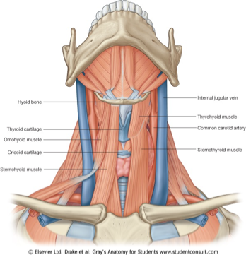 <p><mark data-color="blue" style="background-color: blue; color: inherit">Infrahyoid (strap) muscles: Sternohyoid, sternothyroid, thryohyoid, omohyoid</mark></p>