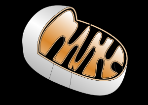 Inner membrane of mitochondria