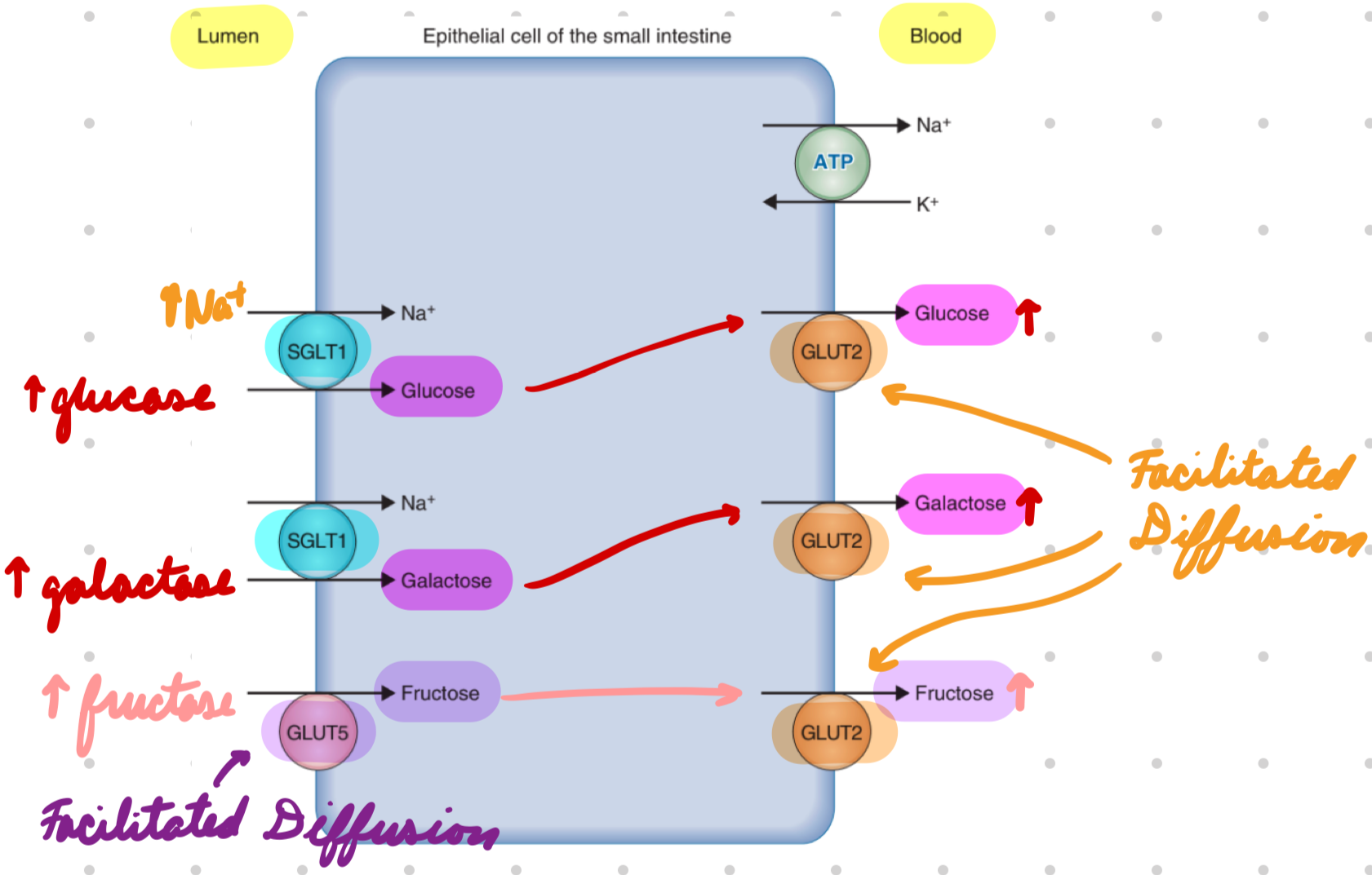 <p>Facilitated diffusion</p><p><strong>Apical: </strong>GLUT5</p><p><strong>Basolateral:</strong> GLUT2</p>