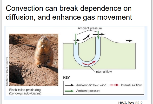 <ul><li><p>The diagram of the prairie dog burrow shows how convection enhances gas exchange underground:</p><ul><li><p>Wind moves over the two burrow openings, creating different pressures (low pressure at one end, high pressure at the other).</p></li><li><p>This pressure difference causes air to flow through the tunnels — that’s convection.</p></li><li><p>The flowing air continuously brings in fresh oxygen (O₂) and removes carbon dioxide (CO₂), which keeps the air in the burrow breathable.</p></li></ul></li></ul><ul><li><p>If they relied only on diffusion, gas exchange would be much slower, and oxygen might not reach deeper parts of the burrow.</p></li></ul><p></p>
