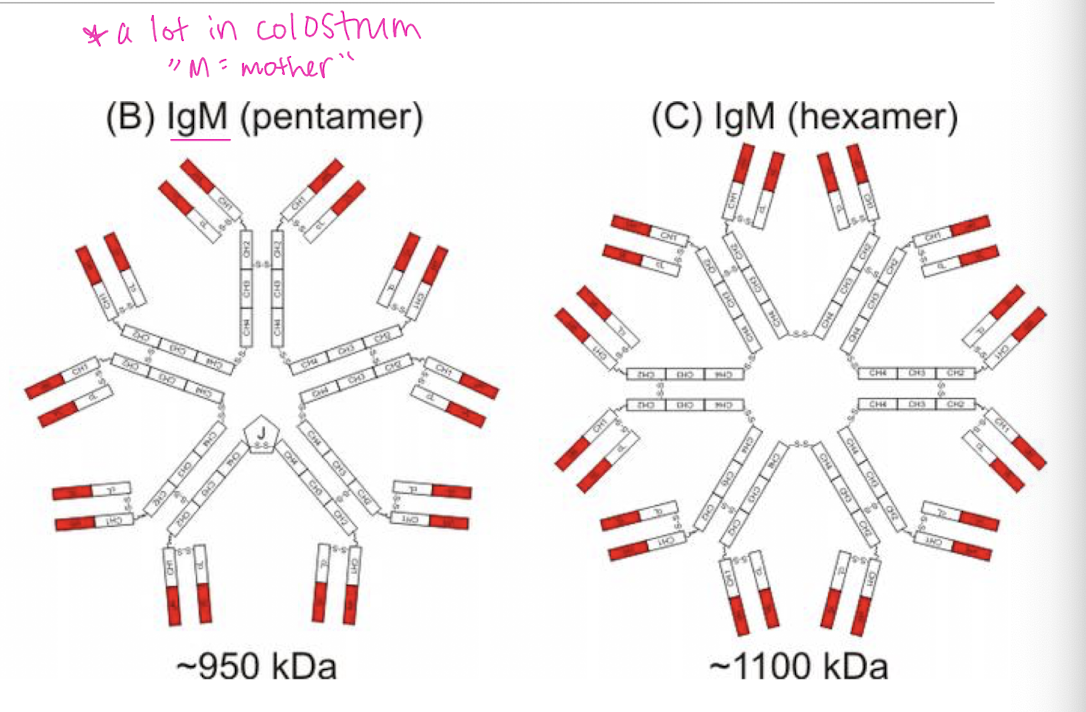 <p>IgM → bigger + more binding sites</p>