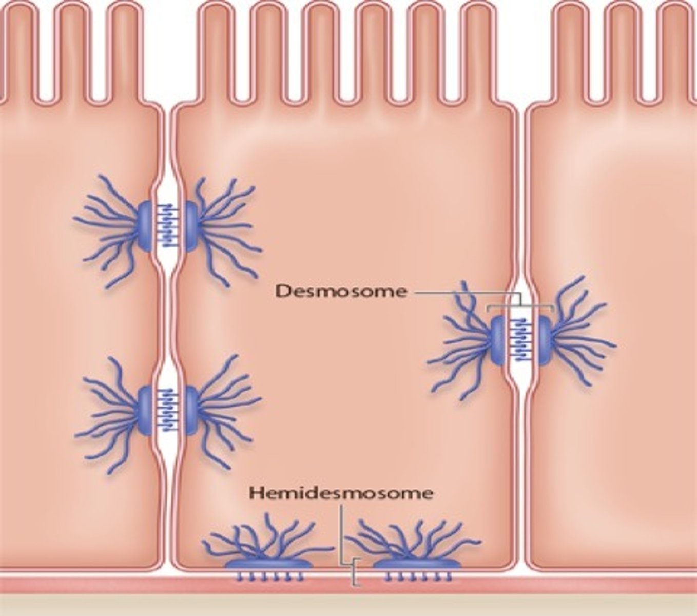 <p>what attaches epithelial cells to the basement membrane? (half of desmosomes)</p>