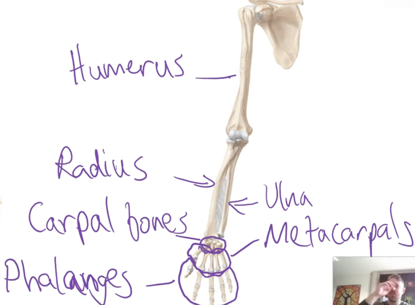 <p>-Humerus, Radius and ulna (forearm. bones), carpal bones, metacarples (hand bones), Phalanges (finger bones)</p>