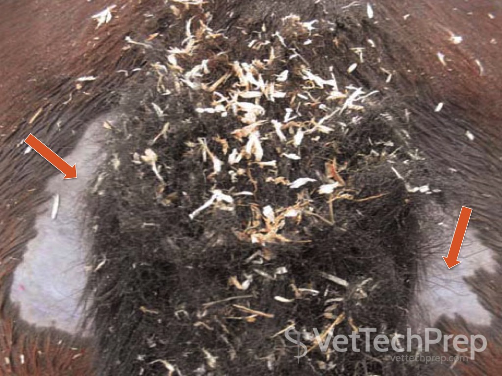 <p>what parasite is this?</p>