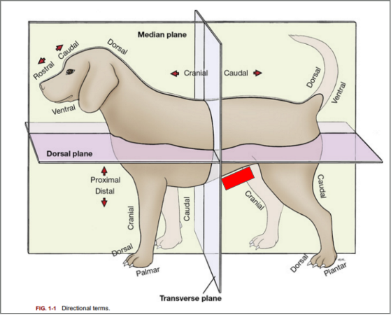 <p>What is the directional term blocked out in red?&nbsp;</p>