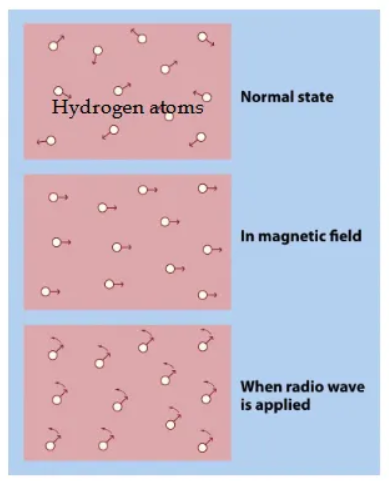 <ul><li><p>MRI machine applies powerful magnetic field.</p></li><li><p>Protons become oriented parallel to field.</p></li><li><p>Radio frequency (RF) pulse perturbs them.</p></li><li><p>MRI measures how long it takes protons to return to “normal state” (by detecting energy released).</p></li><li><p>Takes longer in some tissues than others</p><ul><li><p>So they look different in the images</p></li></ul></li></ul><p></p>