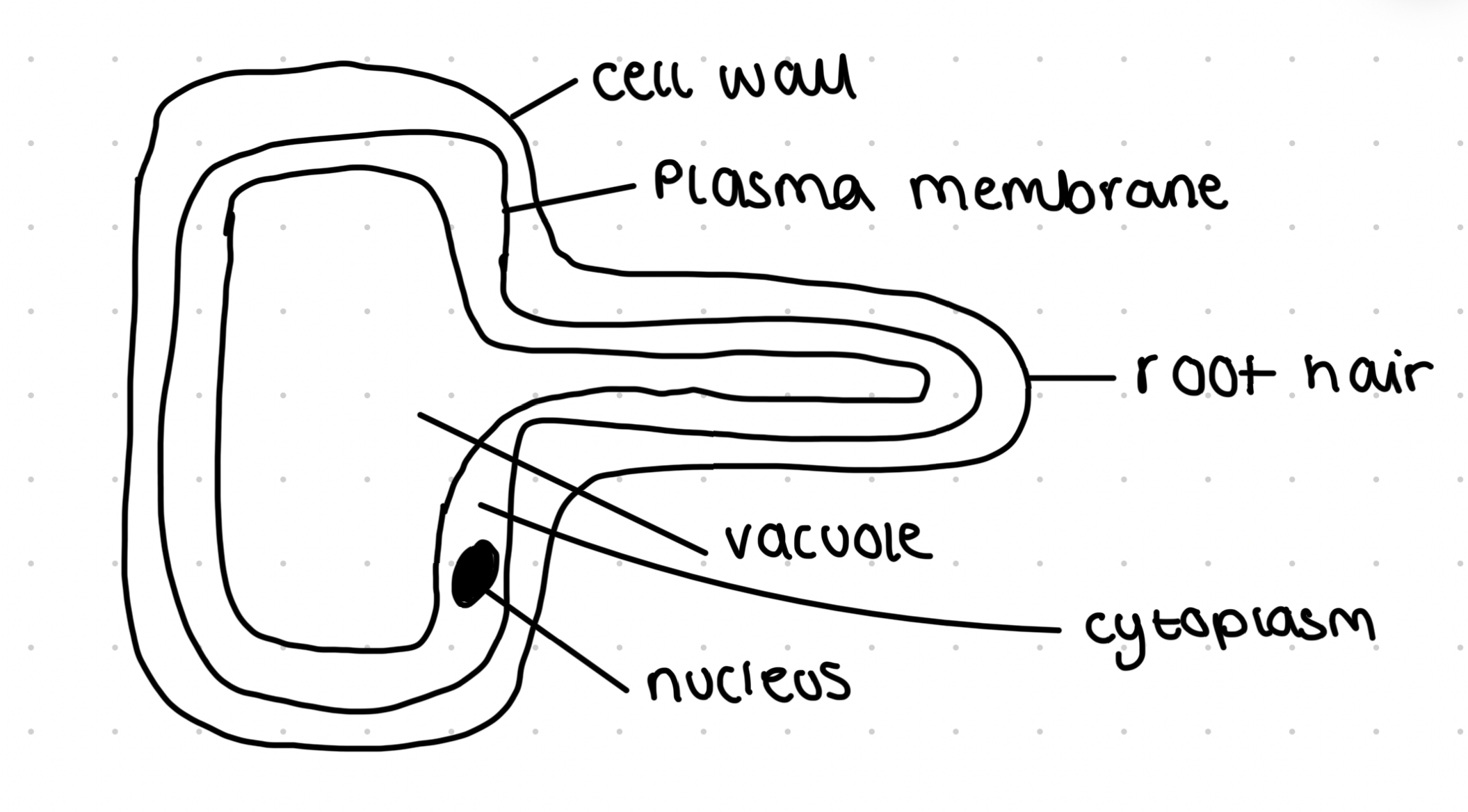 <ul><li><p>Water enters by osmosis</p></li><li><p>Present at surface of roots near growing tips</p></li><li><p>Long extensions increase surface area for uptake of water and internal ions</p></li></ul>