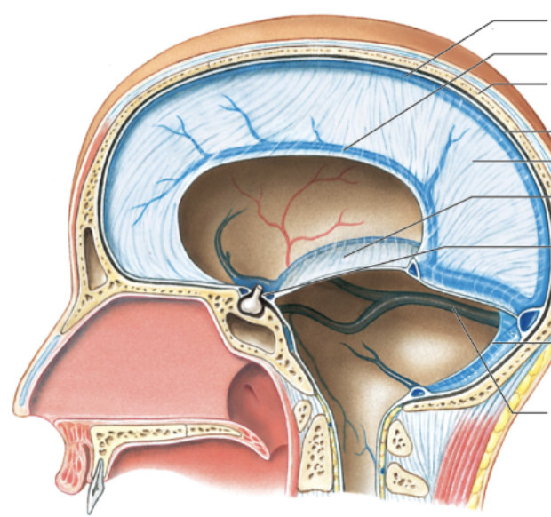 describe the dura mater. identify the 4 different parts of this layer.