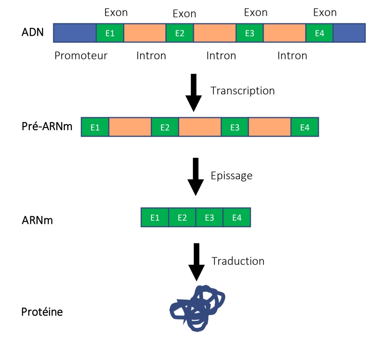 <p>Promoteur<br>Exons + introns<br>Transcription → pré-ARNm<br>Épissage → ARNm<br>Traduction → protéine</p>