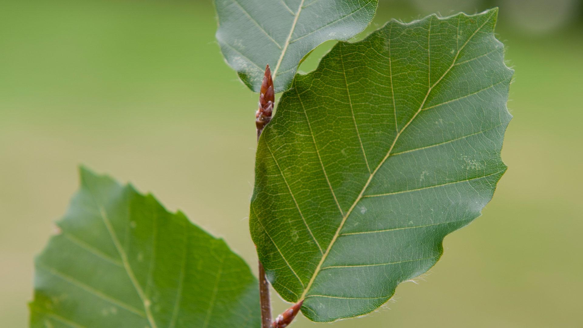 <p>Beuk, Fagus sylvatica</p>
