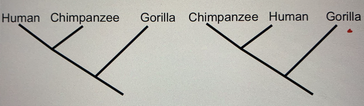 Are these phylogenetic trees related? 
Why?  