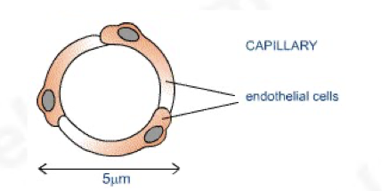<ul><li><p><span>takes blood really close to cells allowing exchange of materials</span></p></li><li><p><span>network of capillaries is called the capillary bed</span></p></li><li><p><span>wall made of endothelial cells and is one cell thick</span></p></li><li><p><span>gaps are present between individual cells that form the endothelium</span></p></li><li><p><span>gaps allow some components of blood to seep through into spaces between cells (tissue fluid)</span></p></li></ul>
