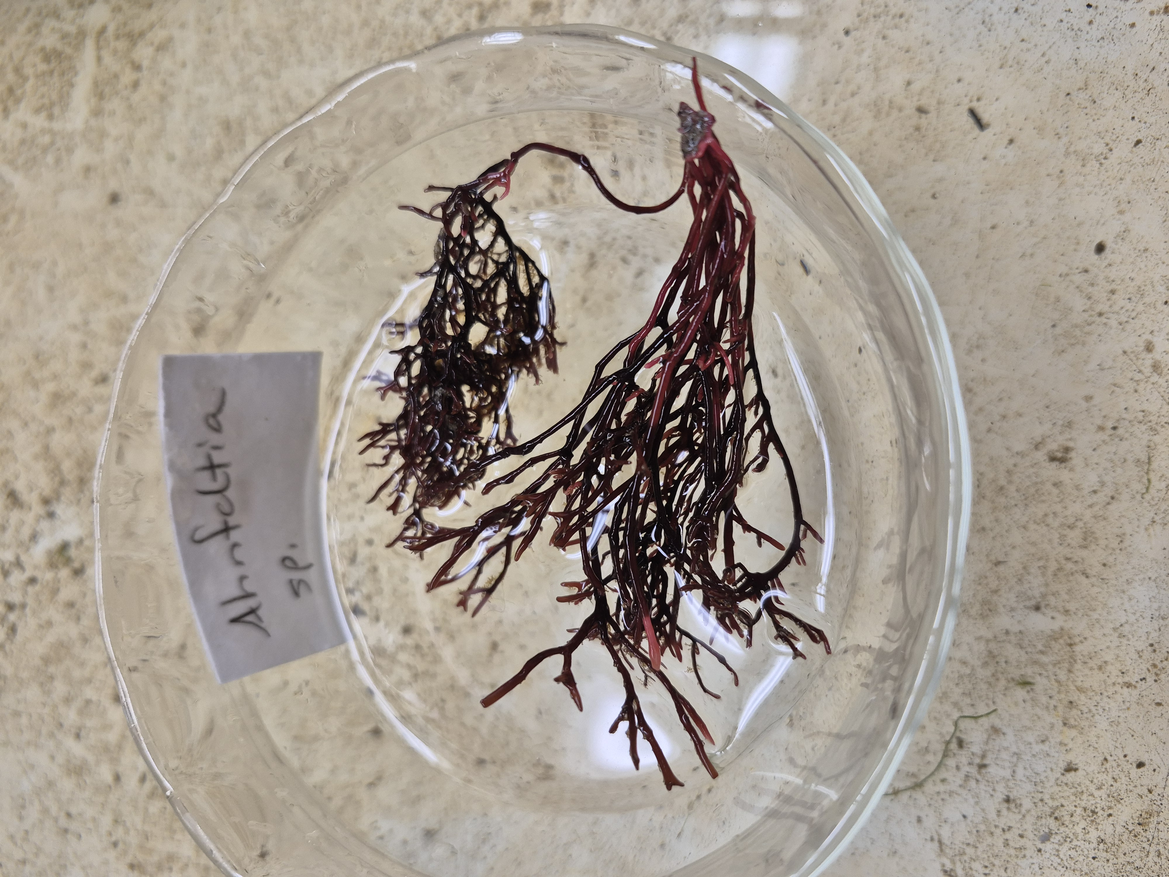 <p>Ahnfeltia </p>