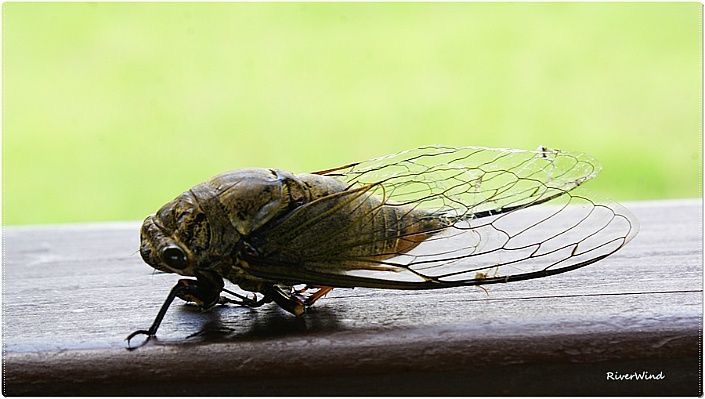 <p>Robust cicada</p>