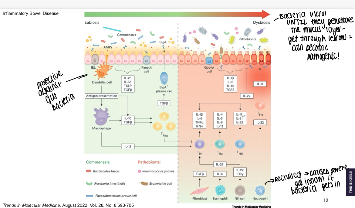 <p>Bacteria are useful until they penetrate the mucus layer and can become pathogenic, if neutrophils recruited can cause severe gut inflammation </p>