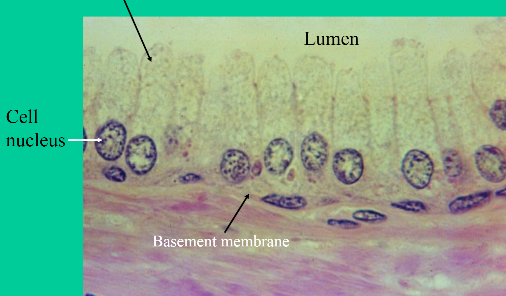 <p>Where are nonciliated simple columnar epithelial tissues found?</p>