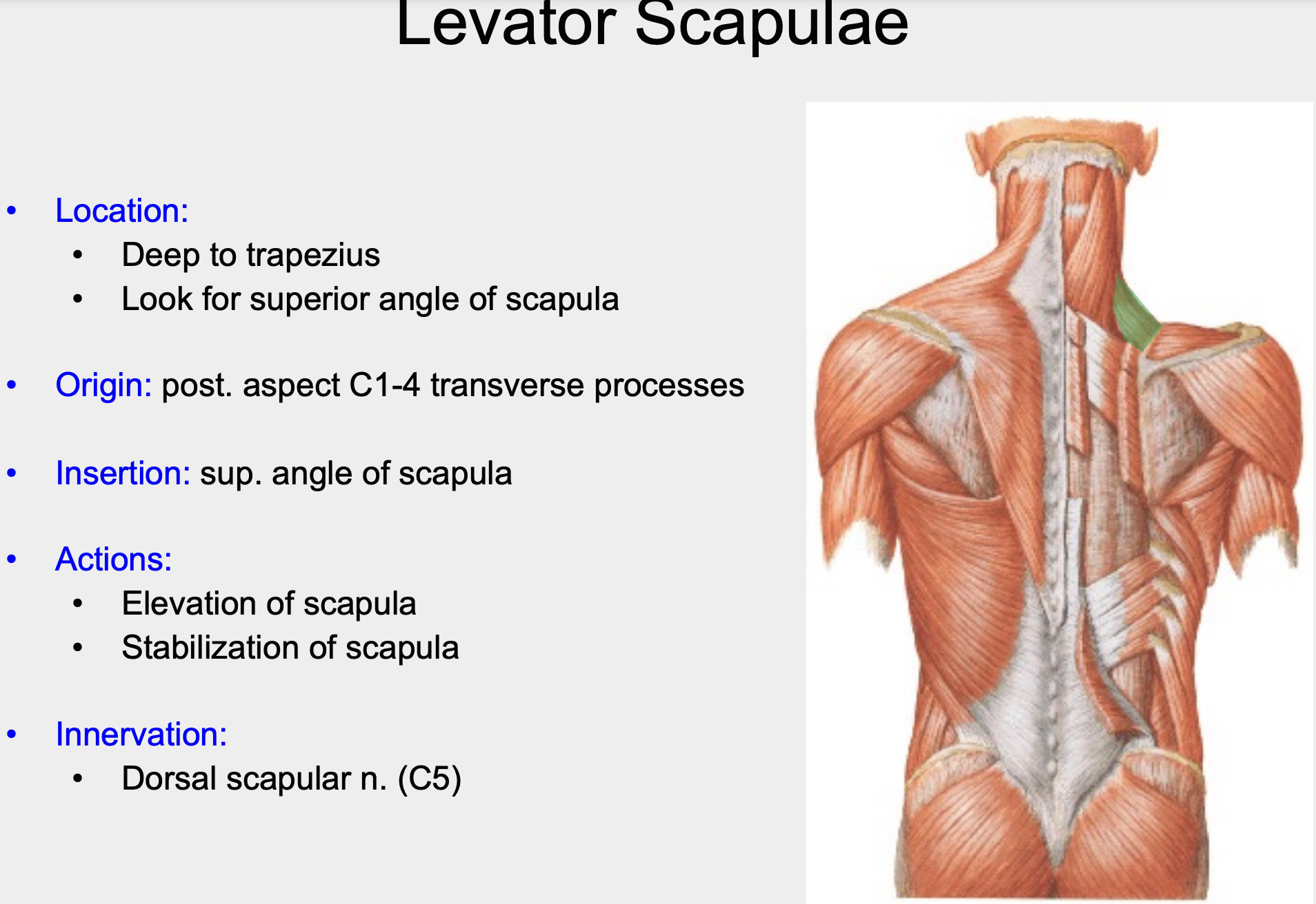 posterior aspect of C1-C4 transverse processes 