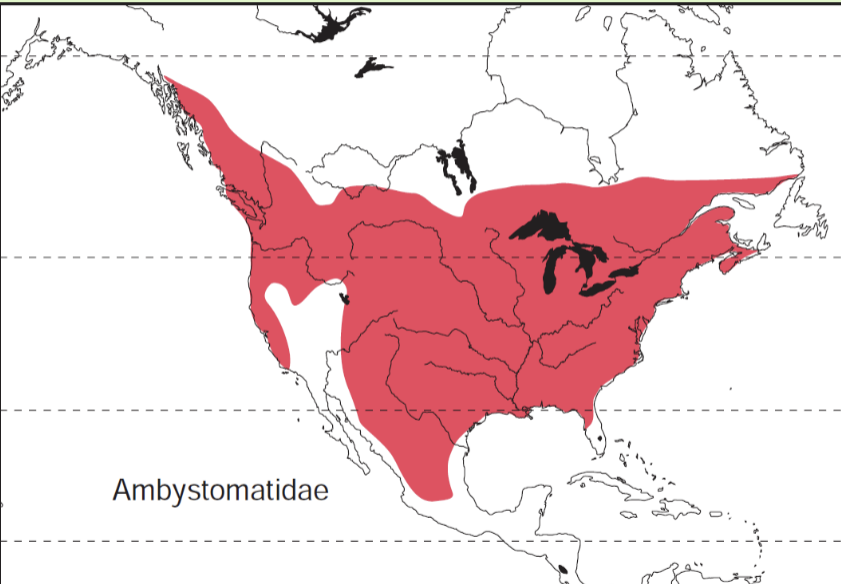 <p>N<span>orth America, from Canada south to central Mexico and from the Pacific to the Atlantic</span></p>