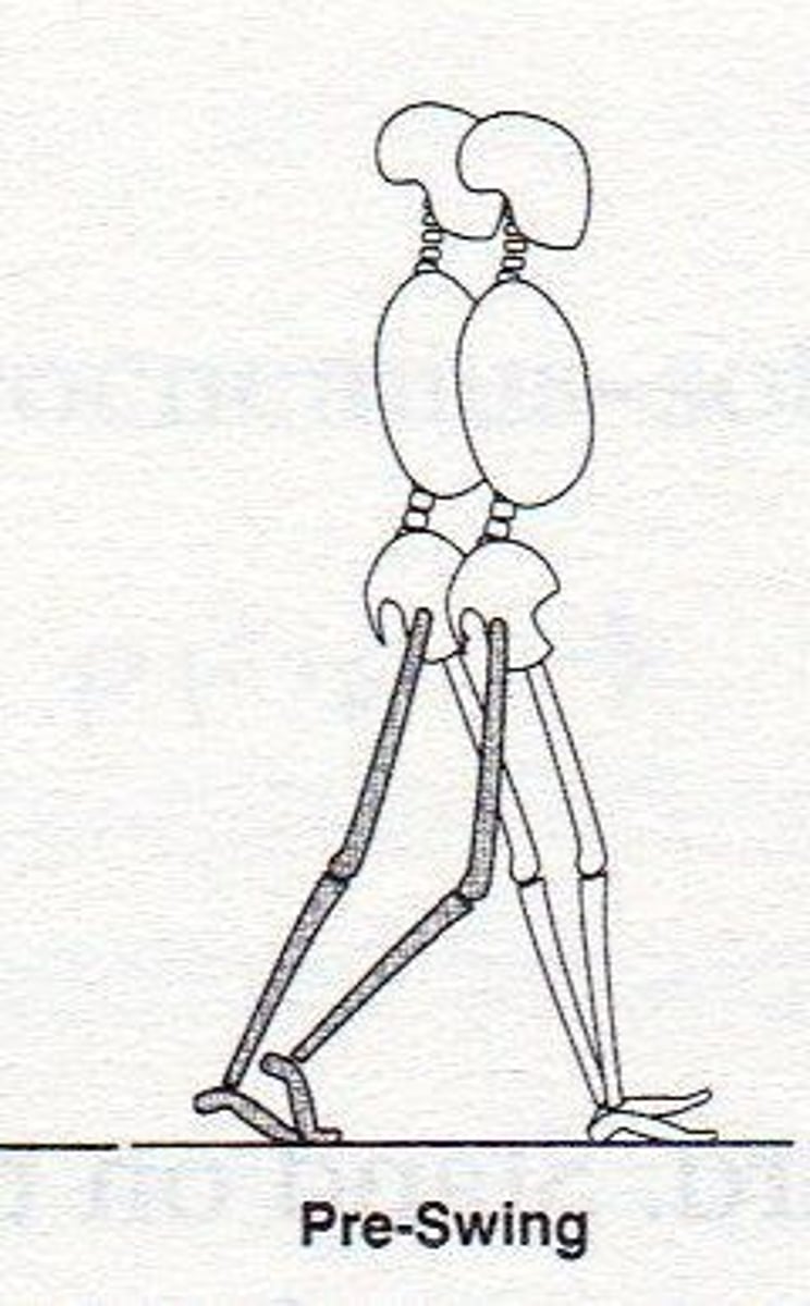 <p>Period from foot contact of contralateral limb to toe-off of ipsilateral foot; corresponds to 2nd double limb support. (50-60%)</p>