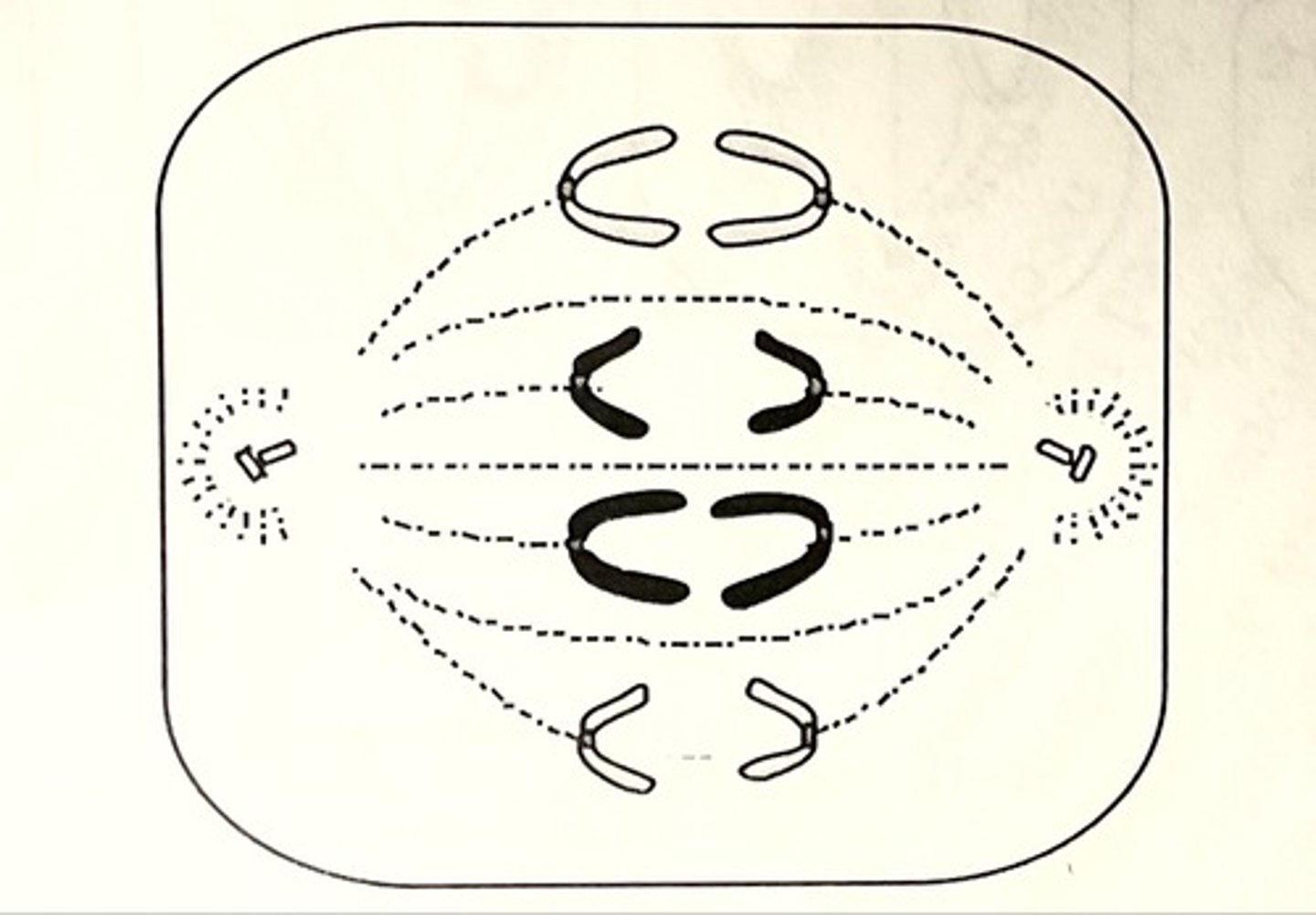 <p>- sister chromatids separate and move to opposite ends of the cell due to the microtubules shortening<br>- cell elongates</p>