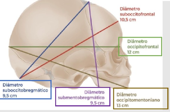 <p>occipitofrontal (12cm)</p>