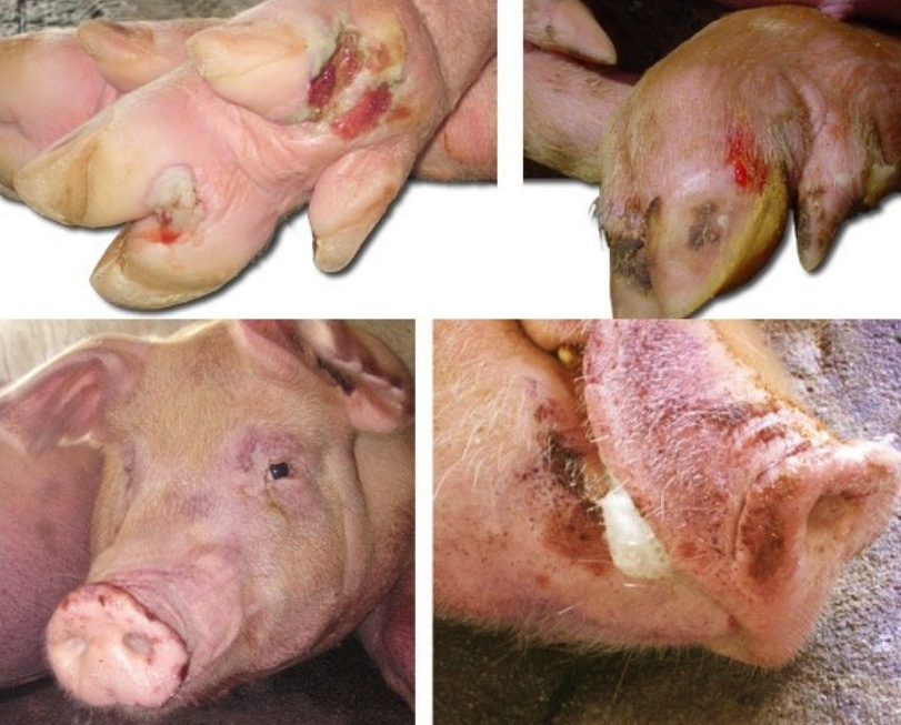 <p>Severe lameness, salivation, anorexia, fever, mastitis, sudden death, vesicles in mouth, nose, tongue, lips, between toes, coronary band, and teats</p>