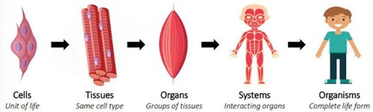 <p>New functionalities that arise from the interactions between different components of biological systems.</p>