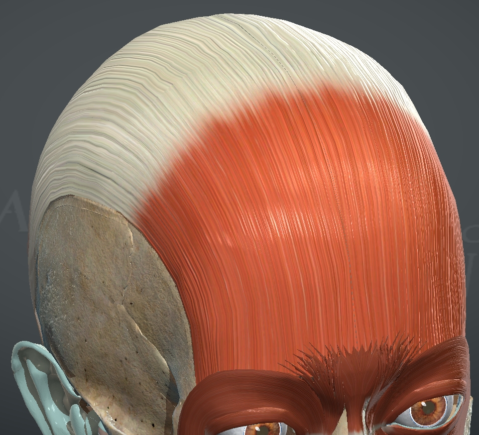 <p>What muscle is this?</p>