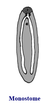 <p style="text-align: left;"><span>Digenean suckers: monostome </span></p>
