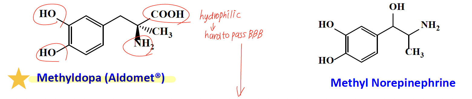 <p>α-Methyldopa (binds similary to E, NE)</p><ul><li><p>It is transported to the CNS via an aromatic amino acid transport system due to hydrophilic group (-COOH)</p></li><li><p>Methyldopa →decarboxylated and hydroxylated to alpha methyl NE= fake NE in the brain → turns down sympathetic tone → lowers BP (pregnancy-safe)</p><ul><li><p>fake NE —> Metabolized mainly by <strong>COMT</strong> (minimal MAO metabolism).</p></li></ul></li></ul><p></p>