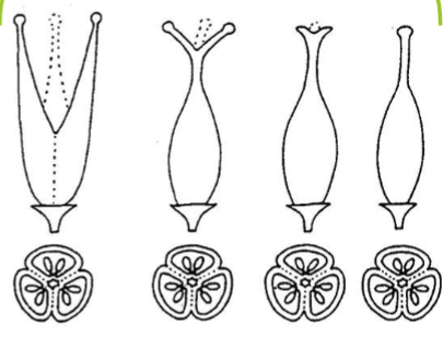 <p>Syncarpous</p>