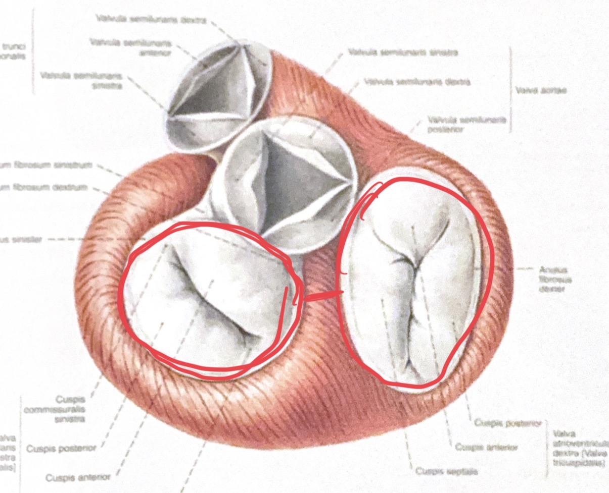 <p>Valva atrioventricularis</p>