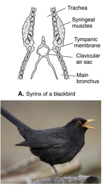 <p>Birds: Vocalization</p><p> • Syrinx: lower larynx or voice organ </p><p>• Found at the junction of the trachea and bronchi</p>
