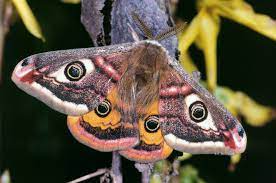 <p>Family: Saturniidae</p><p></p><p>Often large</p><p>Stout bodied (chonk)</p><p>Wings often with eyespots</p><p>Proboscis absent</p><p>Large overlap between wings with large humeral angle</p>