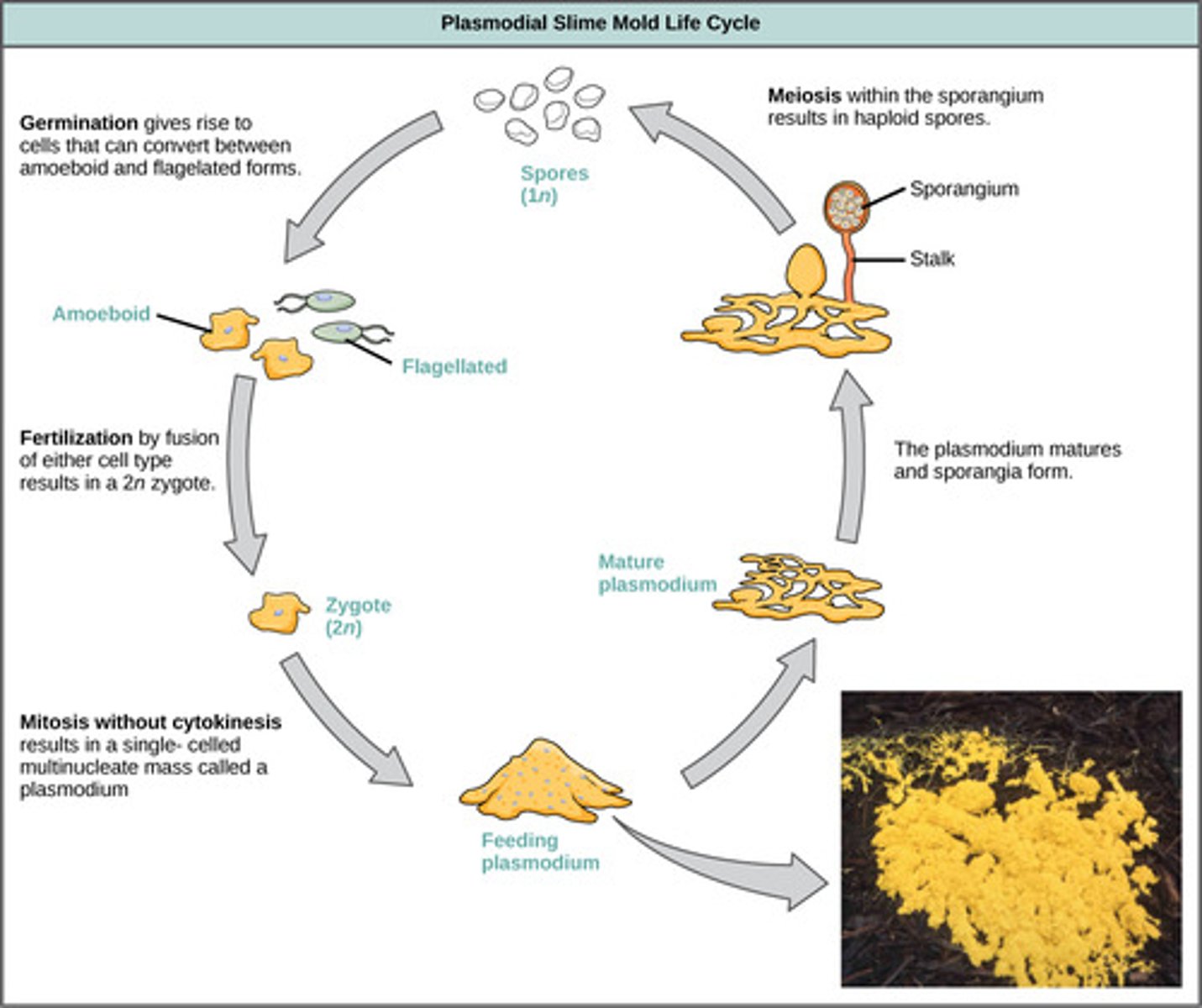 <p>the nuclei divide, <br>giving a large <br>multinucleate feeding <br>stage - the plasmodium<br><br>(Note: finally back <br>to the beginning of <br>the lifecycle!)</p>