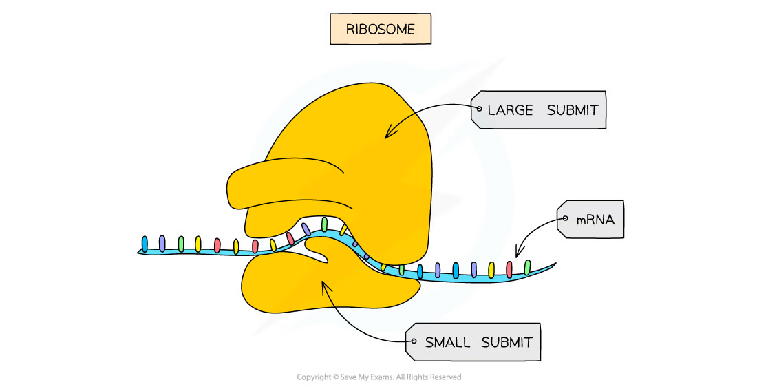 <ul><li><p>They aren’t surrounded by a membrane</p></li><li><p>It’s made up of <strong>ribosomal RNA (rRNA)</strong><span style="color: var(--bs-body-color)">&nbsp;</span>and <strong>proteins</strong></p></li><li><p><strong><span style="color: var(--bs-link-color)">80s ribosomes</span></strong> are found in eukaryotic cells</p></li><li><p><strong><span style="color: var(--bs-link-color)">70s ribosomes</span></strong> are found in prokaryotes, mitochondria, and chloroplasts</p></li><li><p>the site of <strong><span style="color: var(--bs-link-color)">translation</span></strong></p></li></ul>