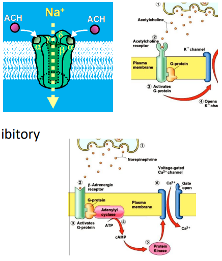 <p>ACETYLCHOLINE (ACh) - excitatory or inhibitory:</p><p>Nicotinic (nAChR)</p><p>- Ionotropic - ligand-gated Na+ channel</p><p>- always excitatory</p><p>Muscarinic (mAChR) - GPCRs</p><p>- metabotropic - activates enzymes</p><p>- often inhibitory (can be excitatory)</p><p>.</p><p>NORADRENALINE (NA) - excitatory or inhibitory</p><p>Alpha-adrenergic receptors - GPCRs</p><p>- metabotropic - activates enzymes</p><p>- excitatory or inhibitory</p><p>Beta-adrenergic receptors - GPCRs</p><p>- metabotropic - activates enzymes</p><p>- excitatory or inhibitory</p>