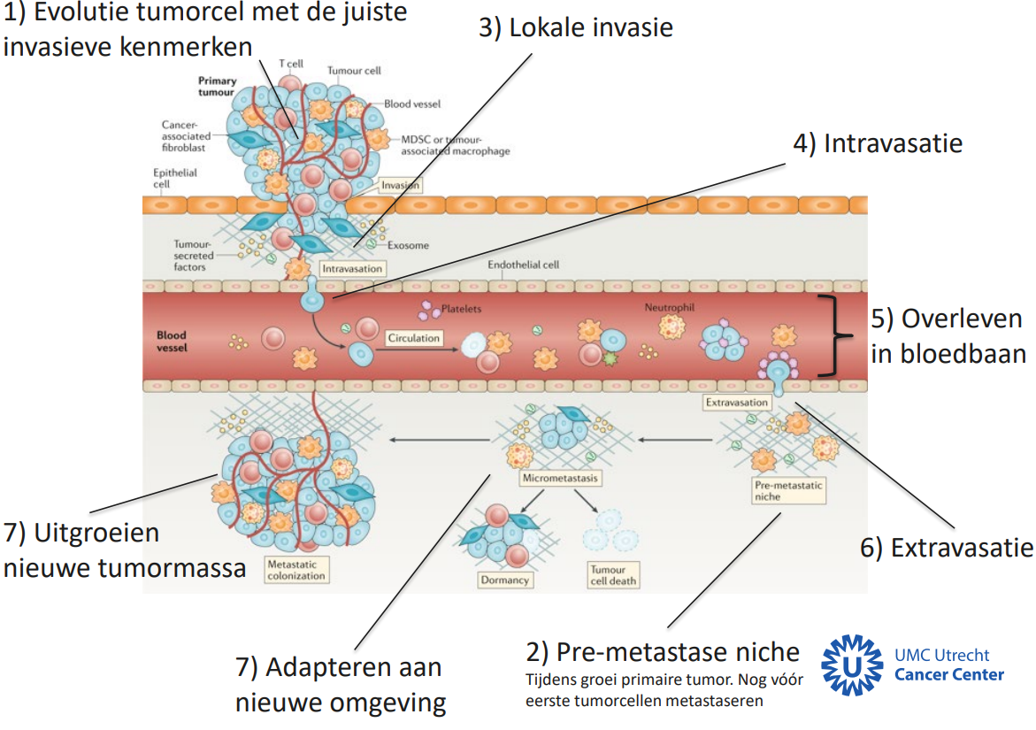 <ol><li><p>Evolutie van tumorcel met de juiste invasieve kenmerken</p></li><li><p>Pre-metastase niche</p></li><li><p>lokale invasie</p></li><li><p>intravasatie</p></li><li><p>overleven in bloedbaan</p></li><li><p>extravasatie</p></li><li><p>Adapteren nieuwe omgeving</p></li><li><p>uitgroeien van nieuwe tumormassa</p></li></ol><p></p>
