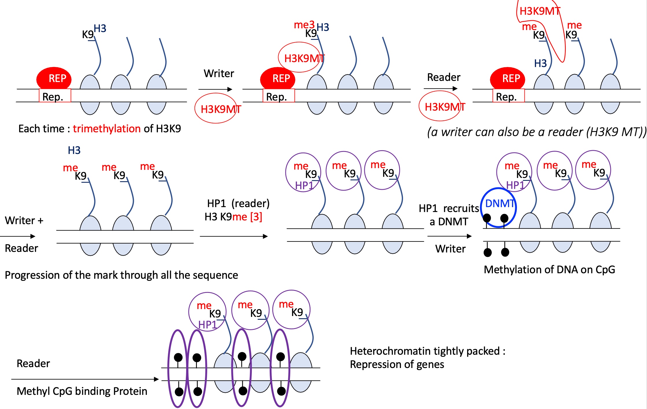 <ol><li><p>REP binds to REp binding site&nbsp;</p></li><li><p>a writer = H3K9MT methylates H3K9-me3</p></li><li><p>a reader = H3K9MT reads the repressor methylation signal and continues to ti-methylate H3K9 on each nucleosome&nbsp;</p></li><li><p>progression of the mark along the sequence&nbsp;</p></li><li><p>a reader = HP1 recognises the H3K9-me3 </p></li><li><p>this recognition recruits DNMT which methylates CpG on DNA —&gt; heterochromatin&nbsp;</p></li></ol><p>inaccessible genes and therefore of transcription&nbsp;</p><p></p>