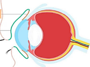 <p>what are the two parts of the conjunctiva?</p>