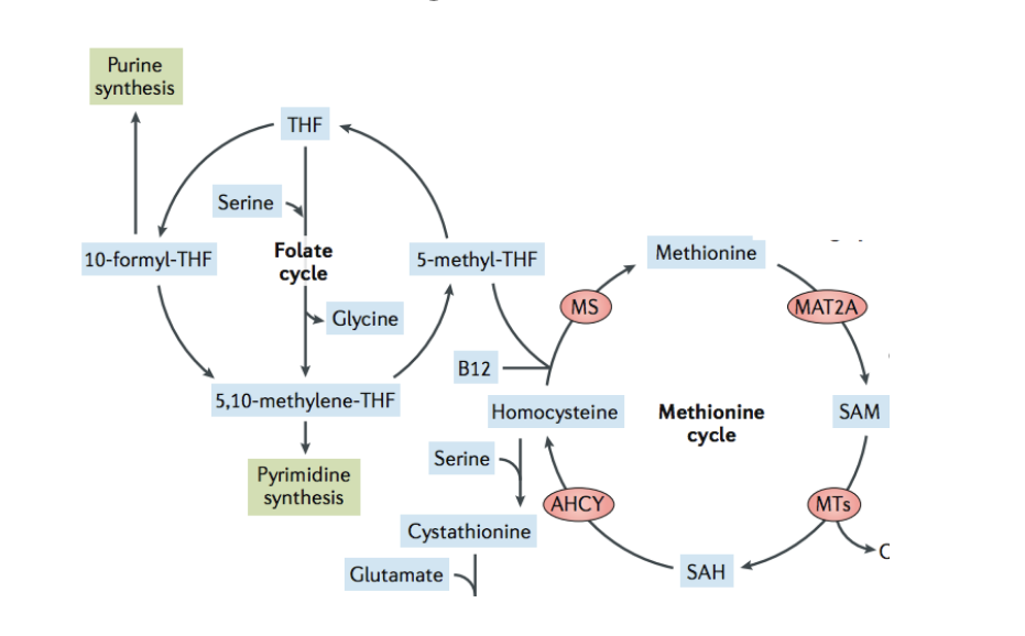 <p><strong>increased homocysteine levels</strong></p><ul><li><p>regularly homocysteine is converted back to methionine via methionine synthase which requires 5-methyl-THF (provides methyl curve), vit. B12 (acts as cofactor), methionine synthase (catalyzes the rxn) </p></li><li><p>WITHOUT folic acid, NO 5-methyl-THF so homocysteine CANNOT be converted into methionine</p></li><li><p>even if folate is present, B12 is required as cofactor and without it </p></li></ul><p></p>