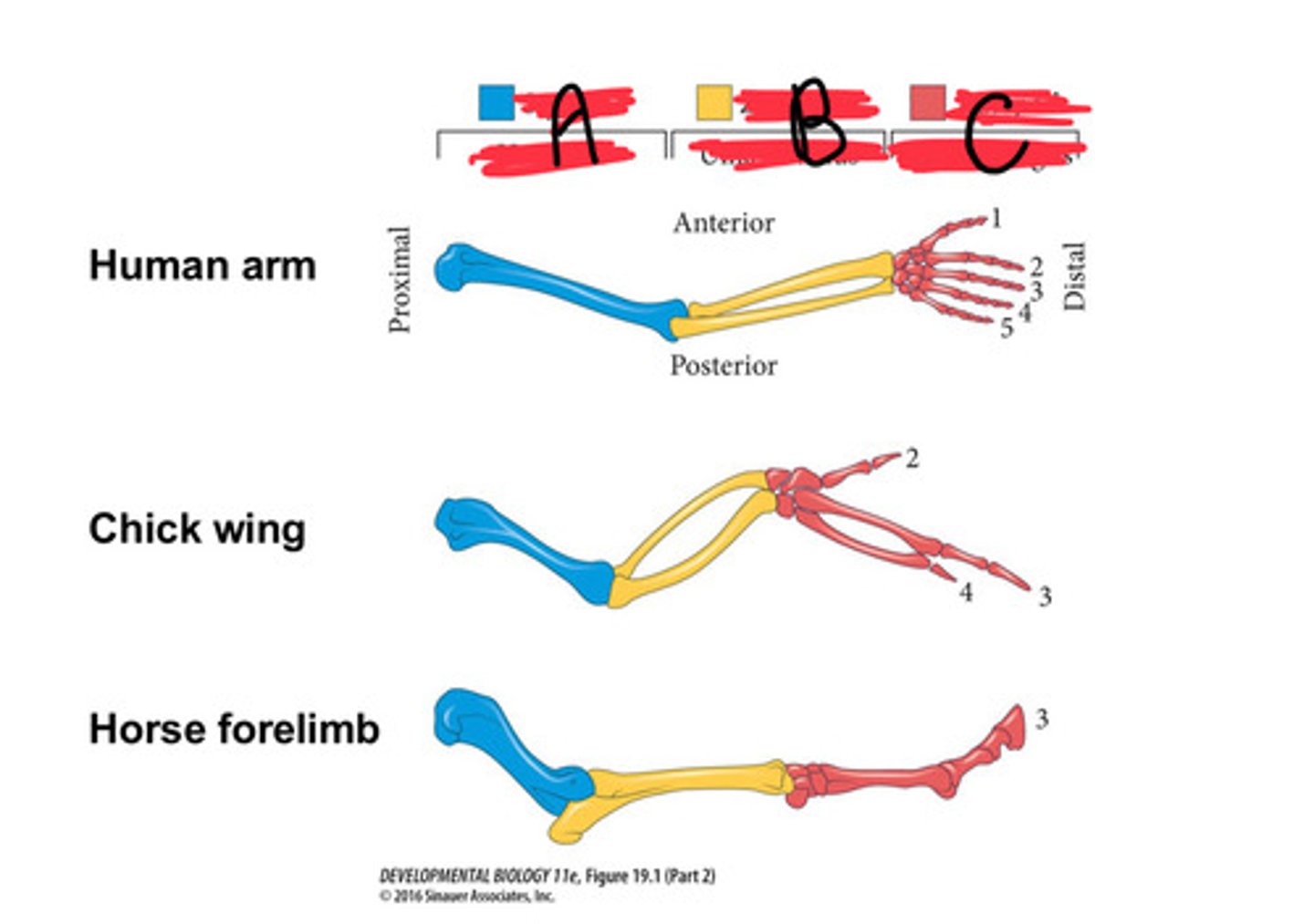 <p>Label the Skeletal patterns of the tetrapod limb</p>