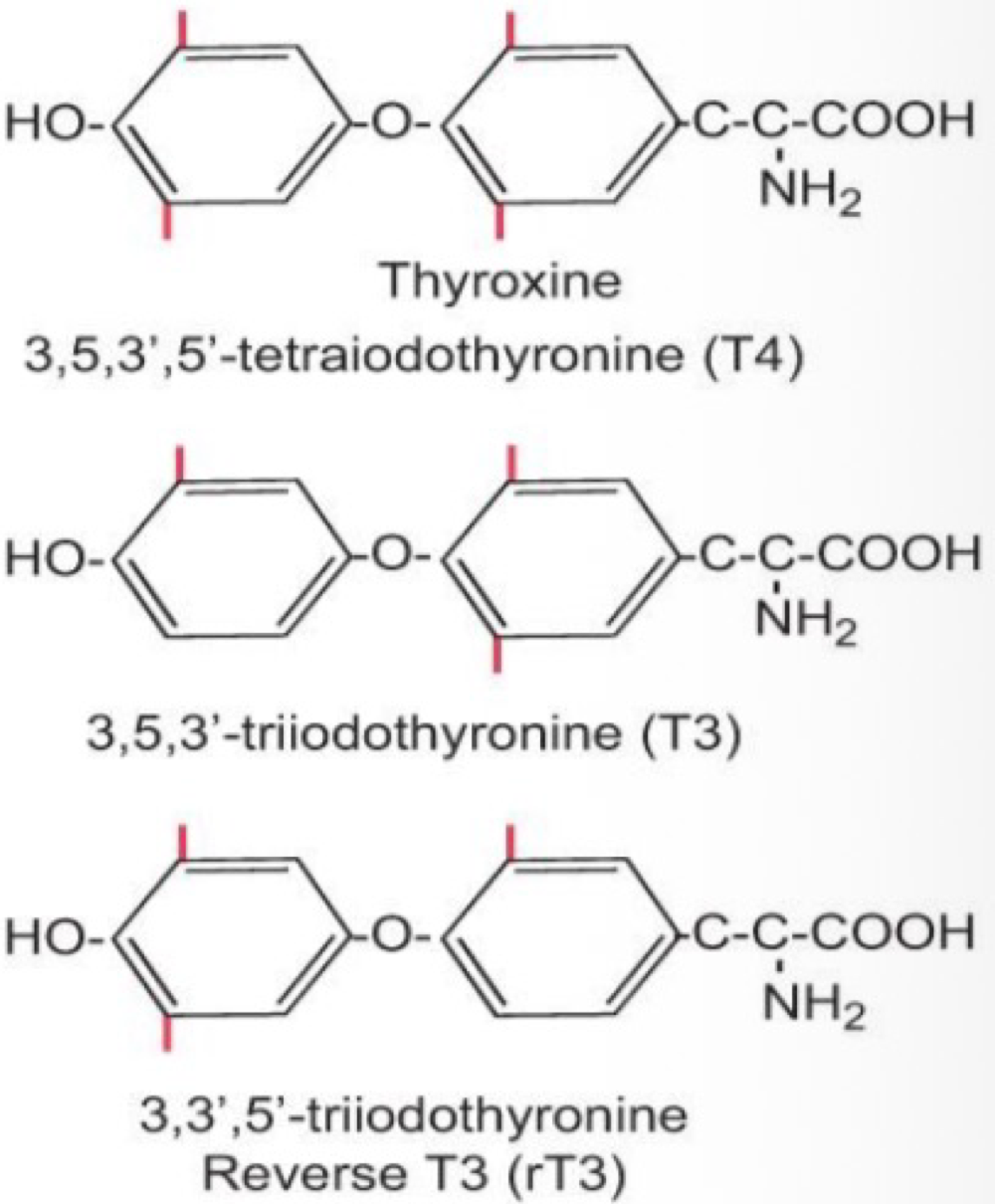 <p>triiodothyronine (T3) </p>