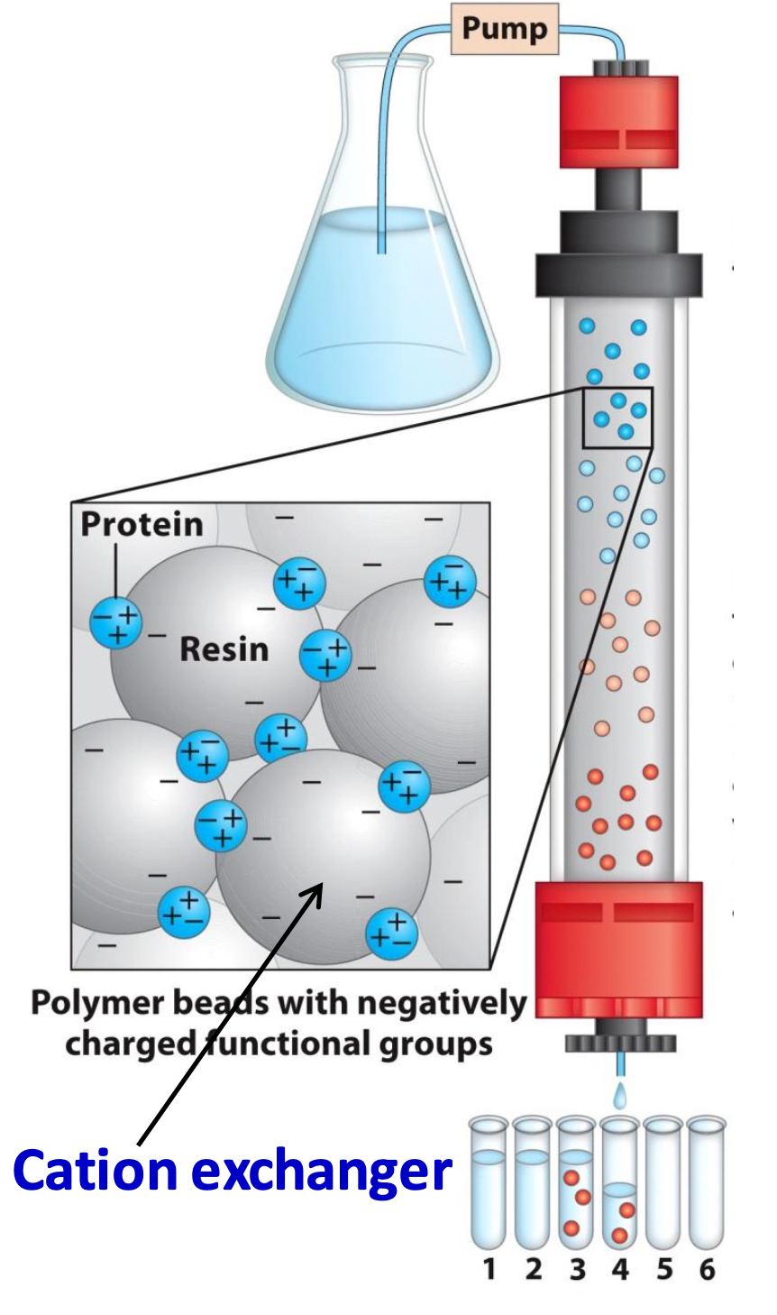 <p>Separates proteins by <strong>charge</strong></p><p>Proteins with the same charge of the beads flow quickly thru column.</p><p>The higher the opposite net charge, the tighter the binding = the slower the elution</p>