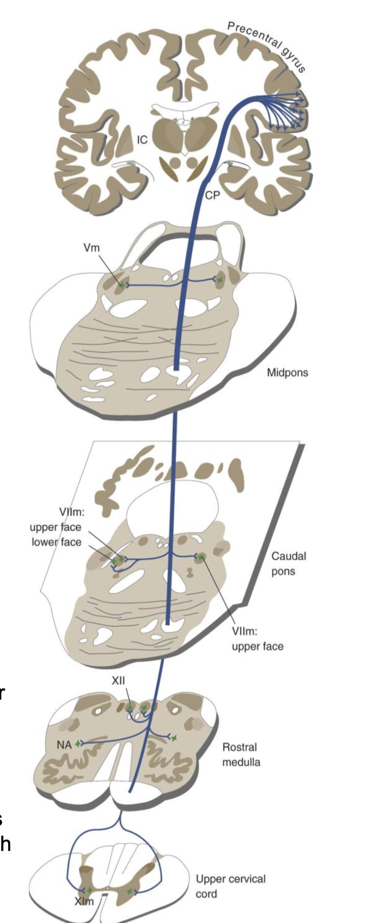 <p>Corticobulbar Tract</p>